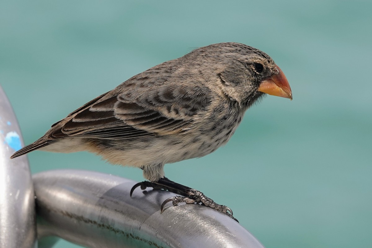 Medium Ground-Finch - ML624820084