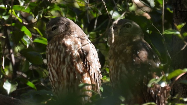 Barking Owl - ML624820192