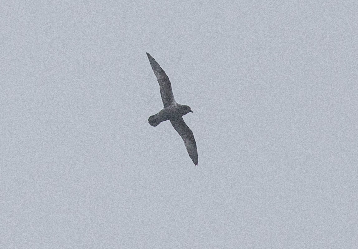 Kerguelen Petrel - ML624820232