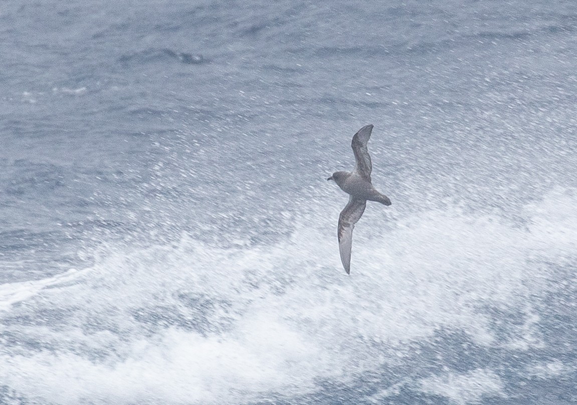 Kerguelen Petrel - ML624820233