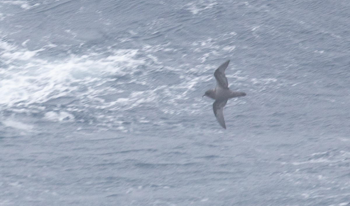 Kerguelen Petrel - ML624820234