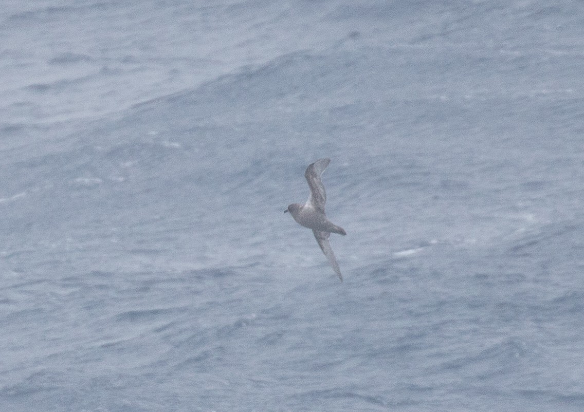 Kerguelen Petrel - ML624820235