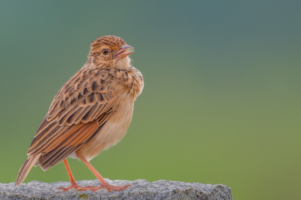 Jerdon's Bushlark - ML624820527