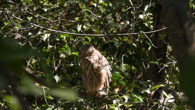 Barking Owl - ML624820704