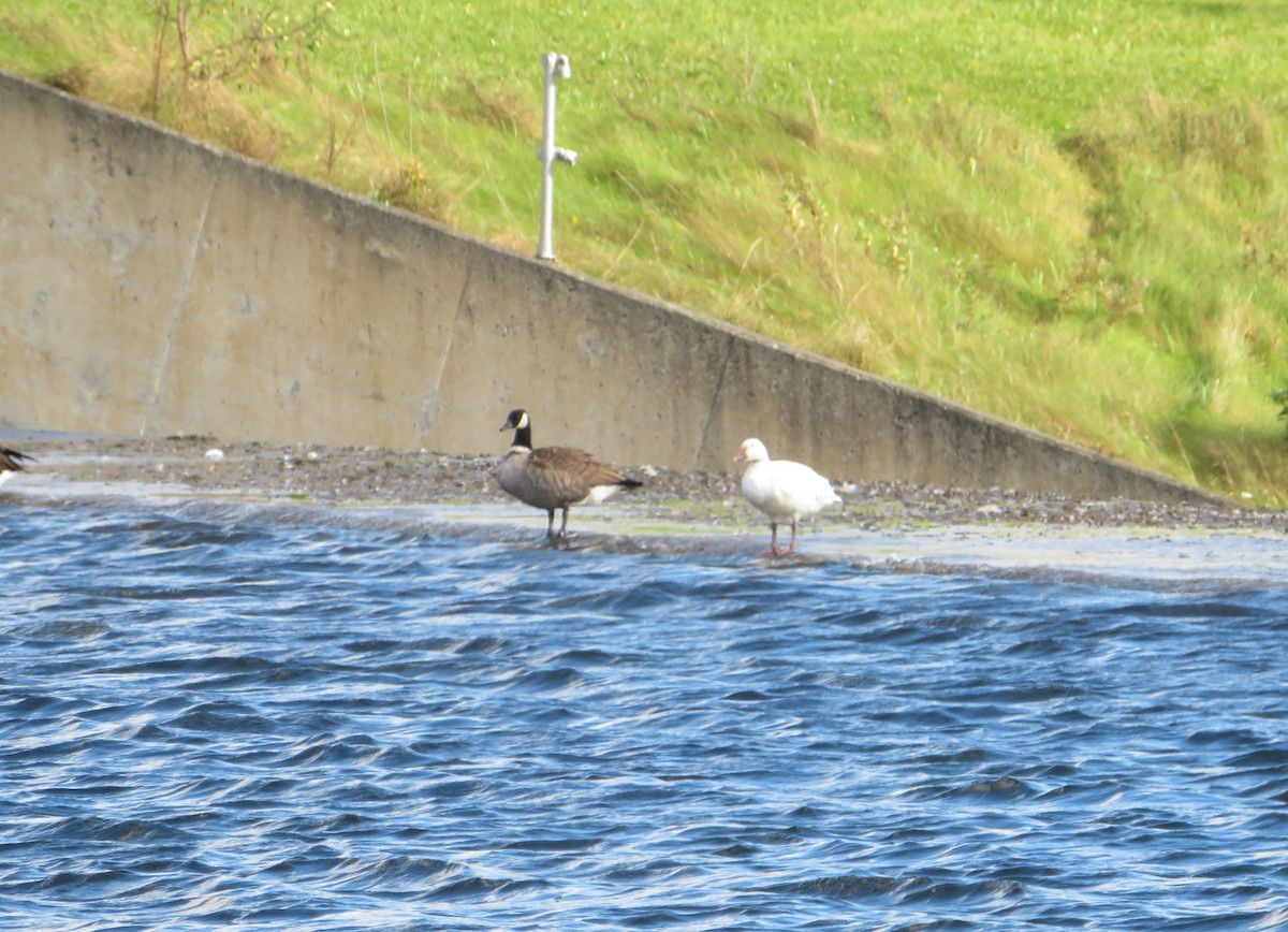 Snow Goose - ML624820793
