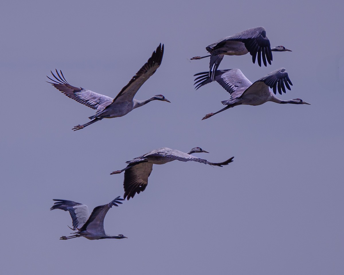 Demoiselle Crane - ML624820824