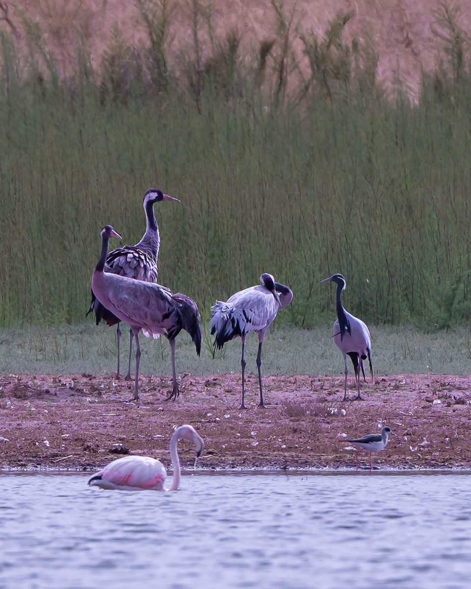 Demoiselle Crane - ML624820825