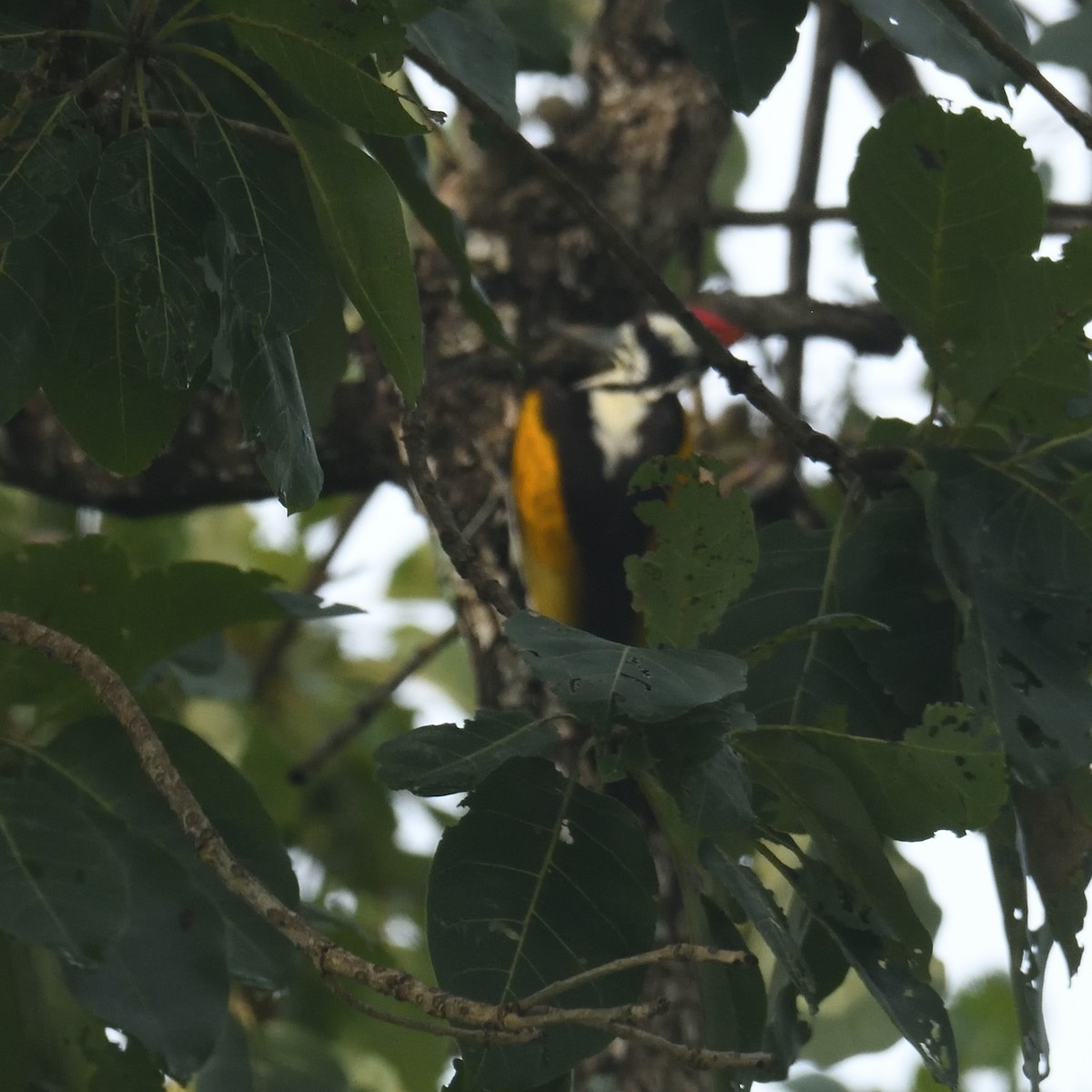 datel zlatoramenný - ML624821065