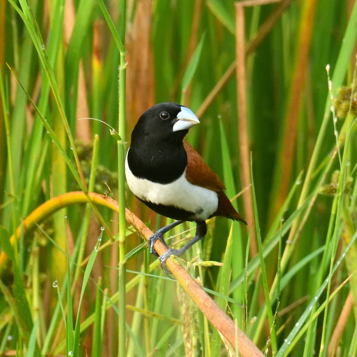 panenka tříbarvá - ML624821070