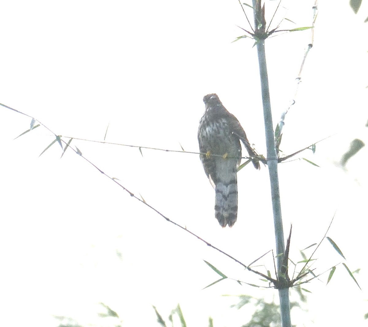 kukačka jestřábí - ML624821072