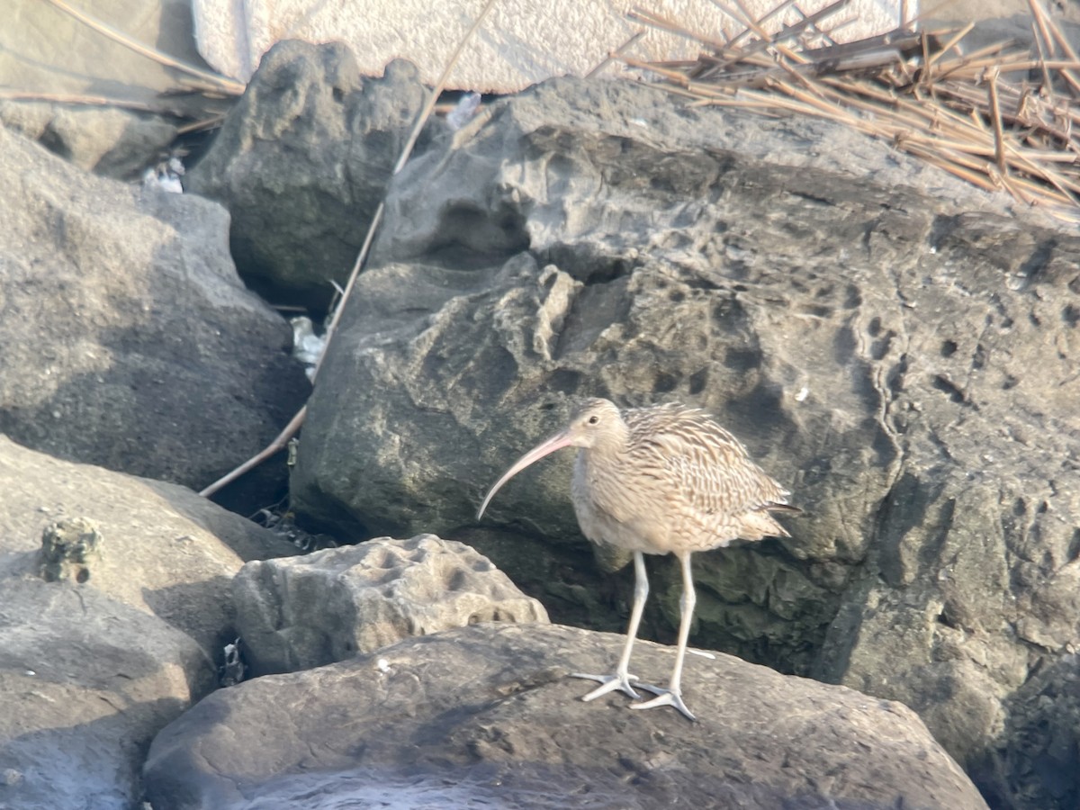 Far Eastern Curlew - ML624821119