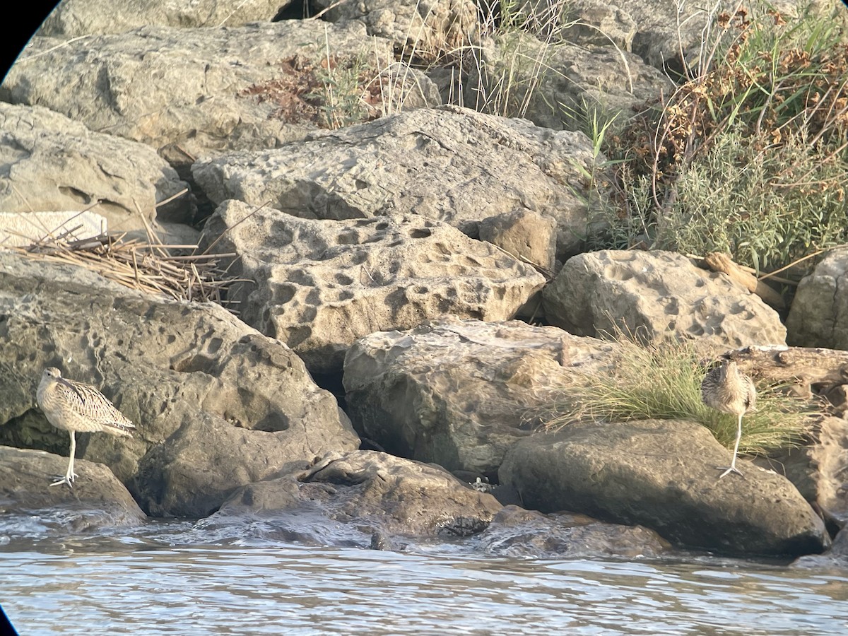 Far Eastern Curlew - ML624821120