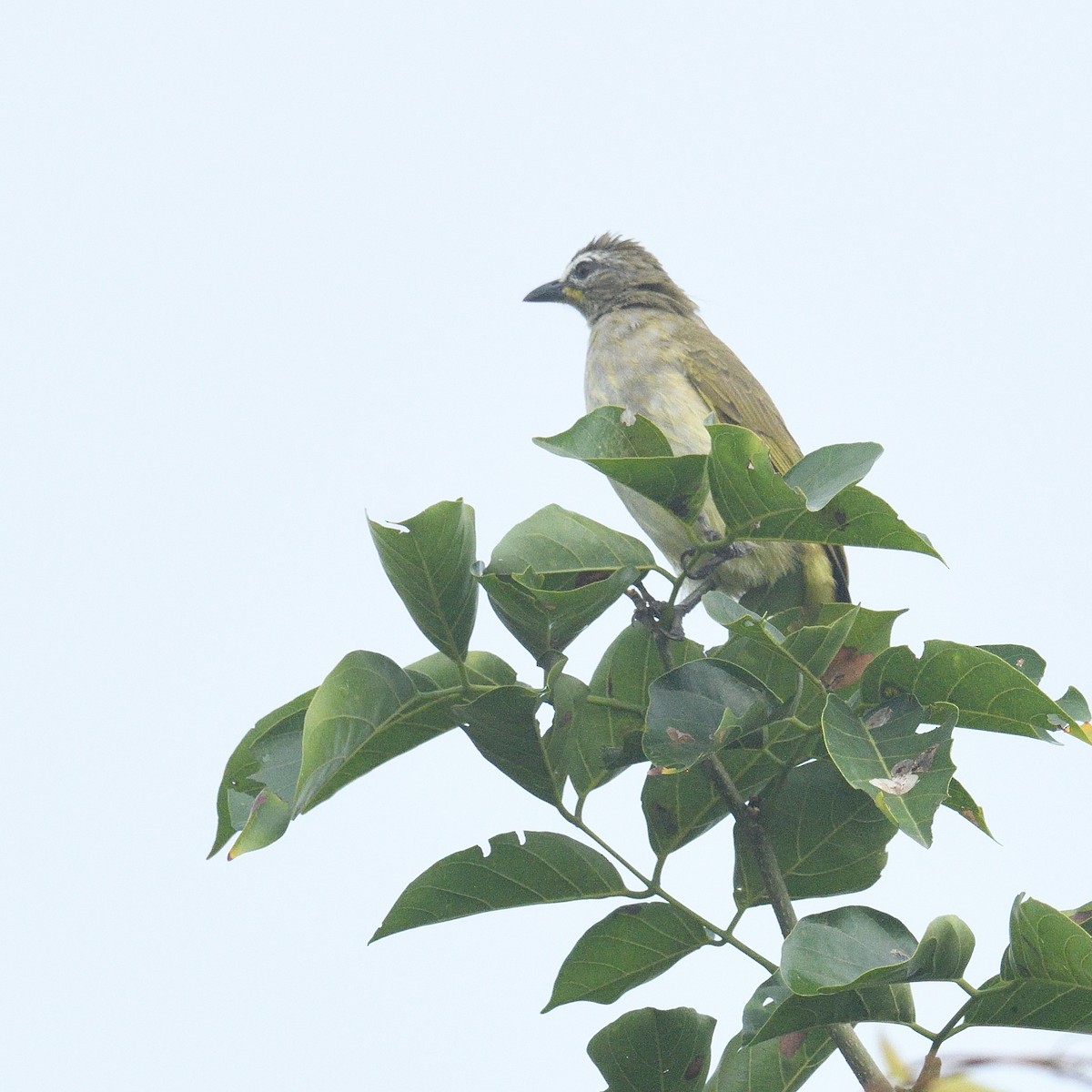 White-browed Bulbul - ML624821133
