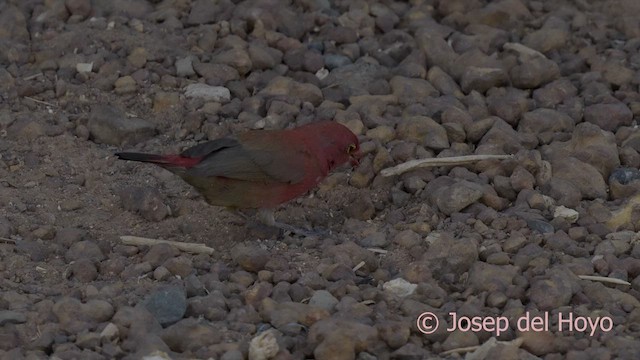 Red-billed Firefinch - ML624821147
