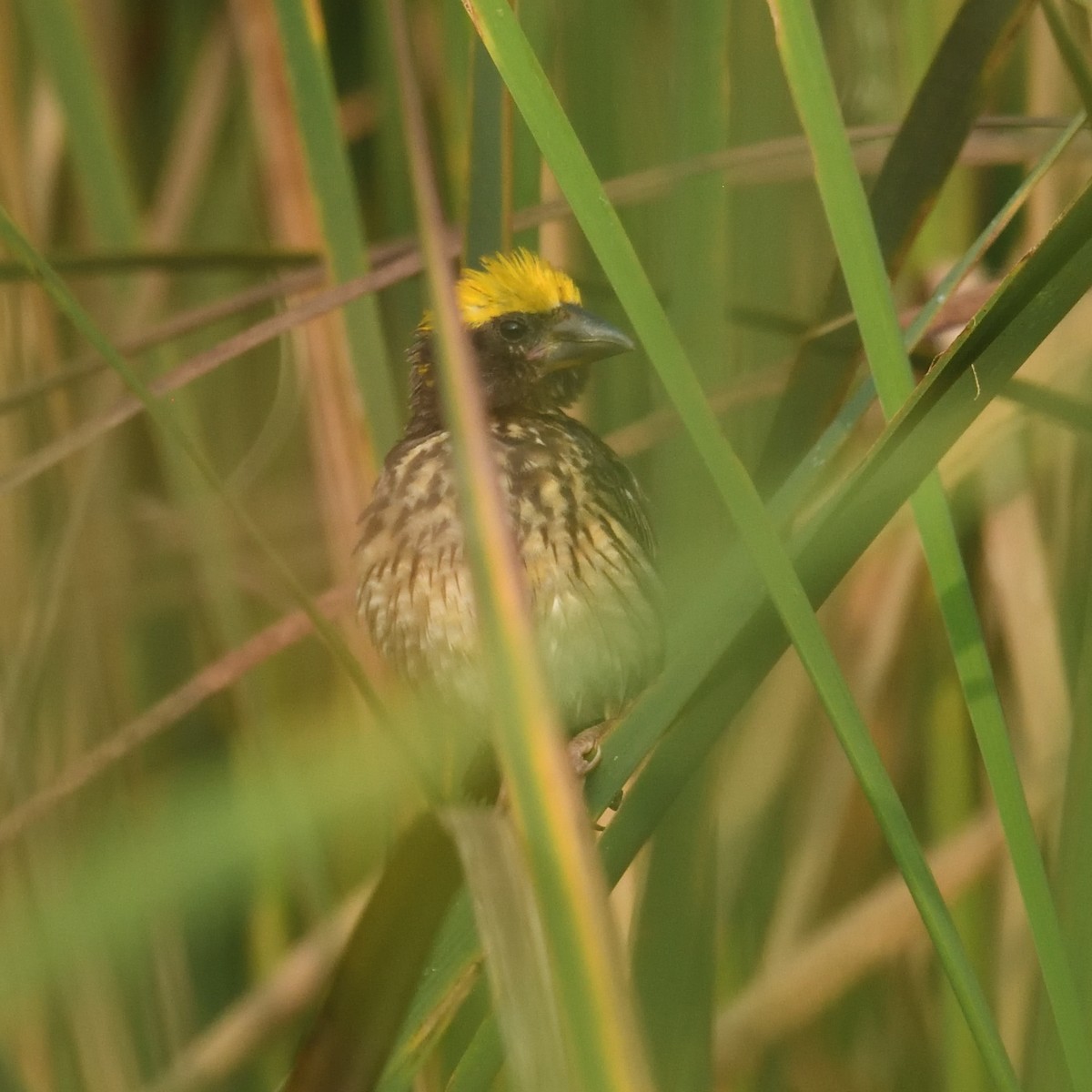 snovač jihoasijský - ML624821154