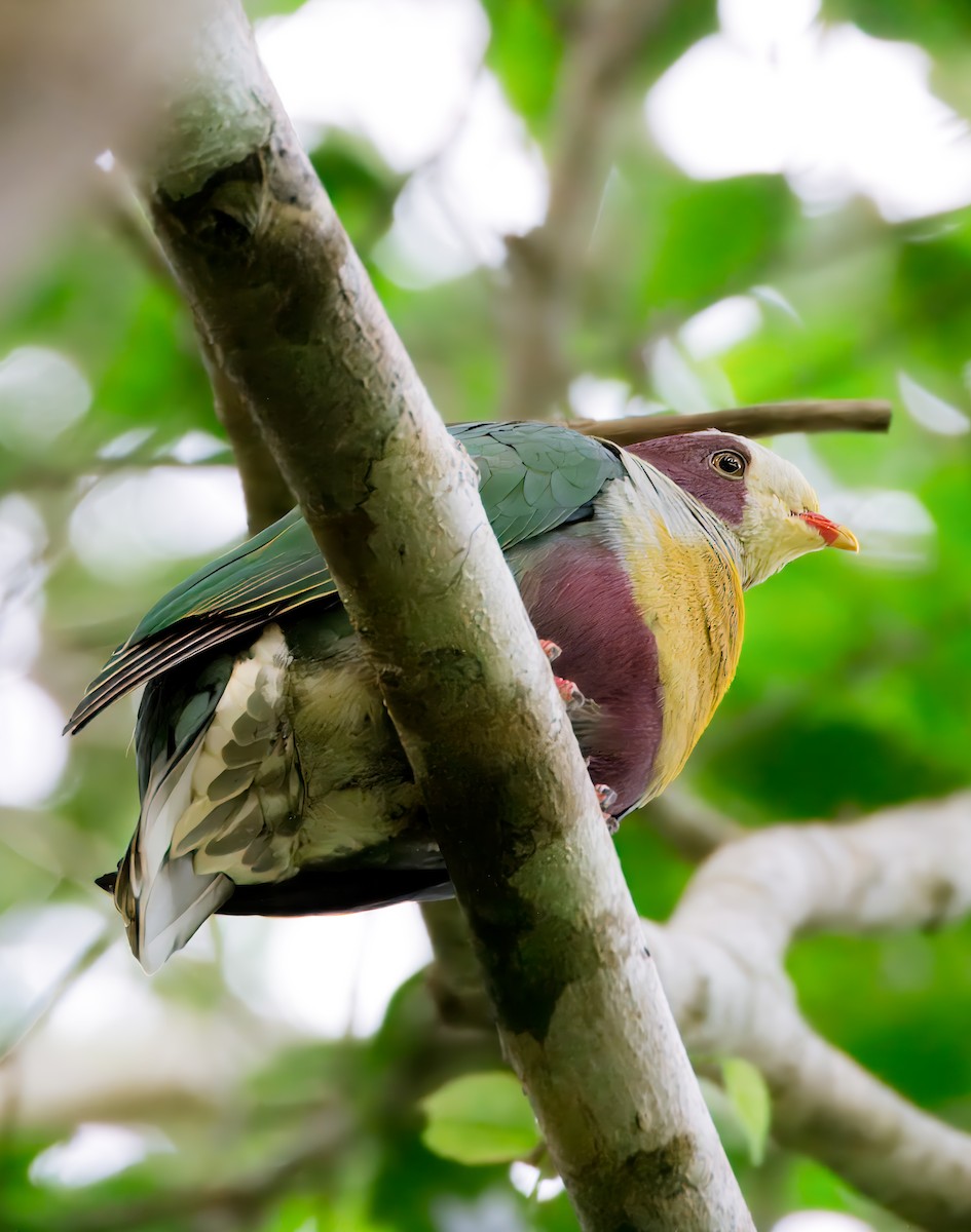 Yellow-breasted Fruit-Dove - ML624821218