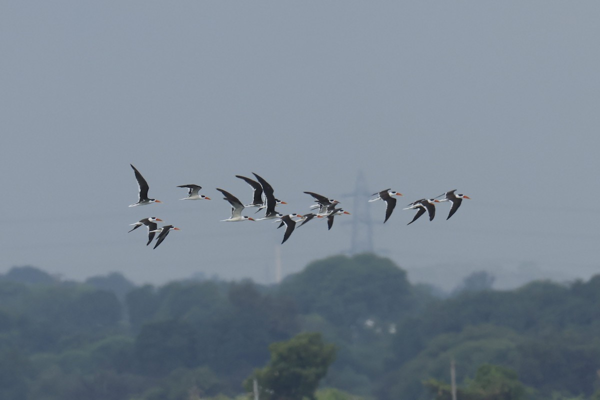 Indian Skimmer - ML624821269