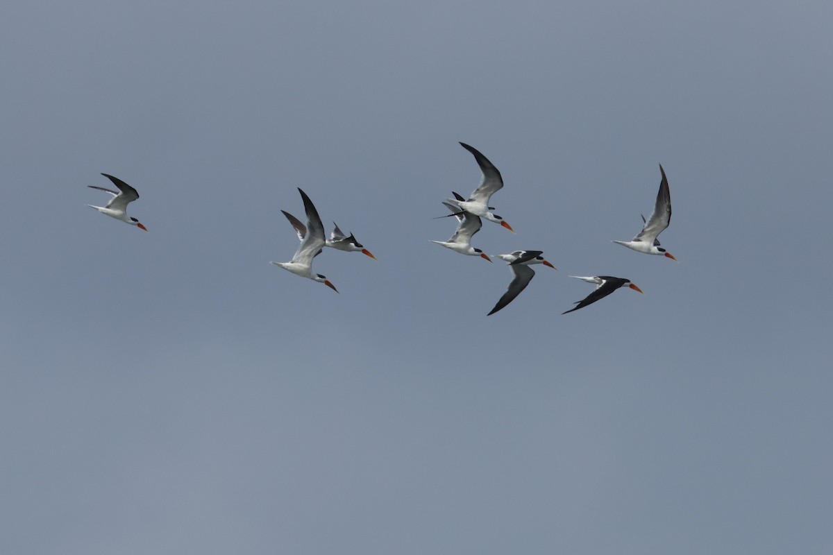 Indian Skimmer - ML624821271