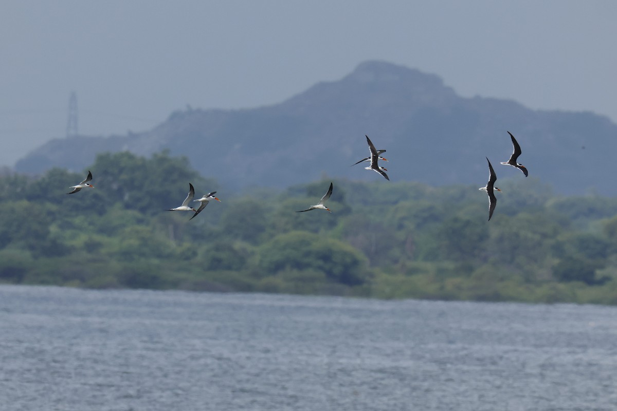 Indian Skimmer - ML624821280