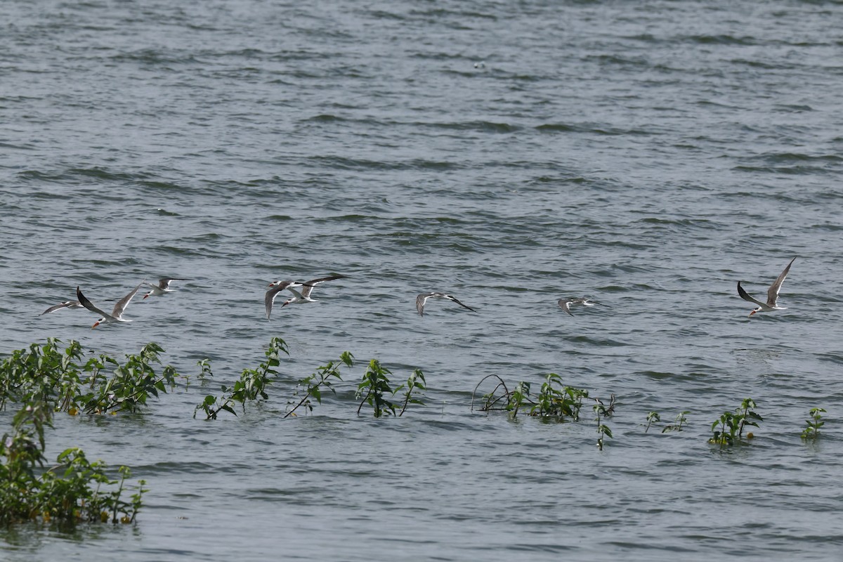 Indian Skimmer - ML624821287