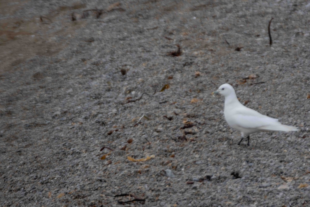 Ivory Gull - Johnny Giese