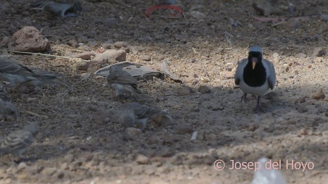 תורית זנבנית - ML624821435