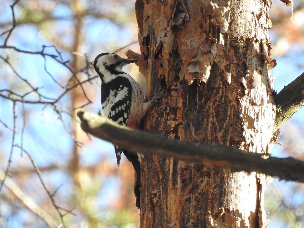 White-backed Woodpecker - ML624821479