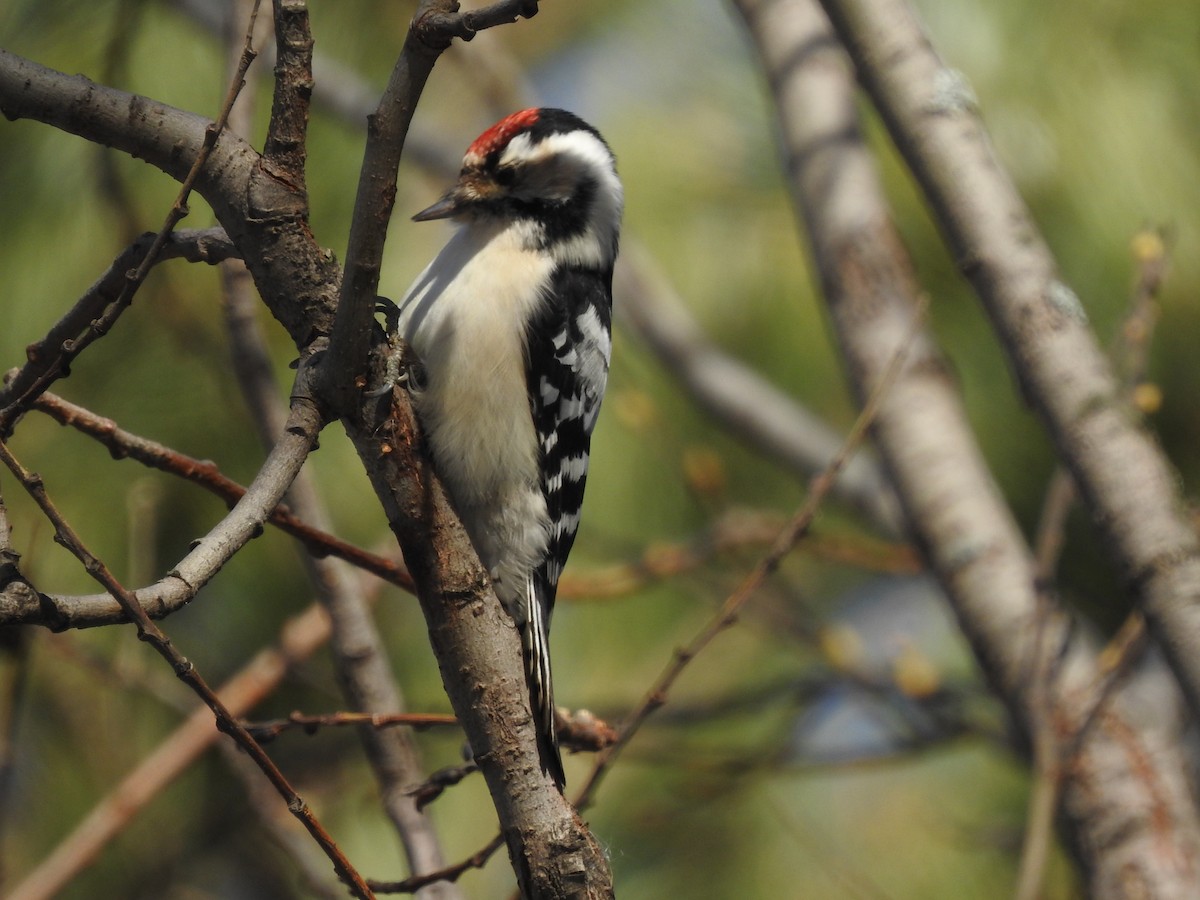 Lesser Spotted Woodpecker - ML624821482