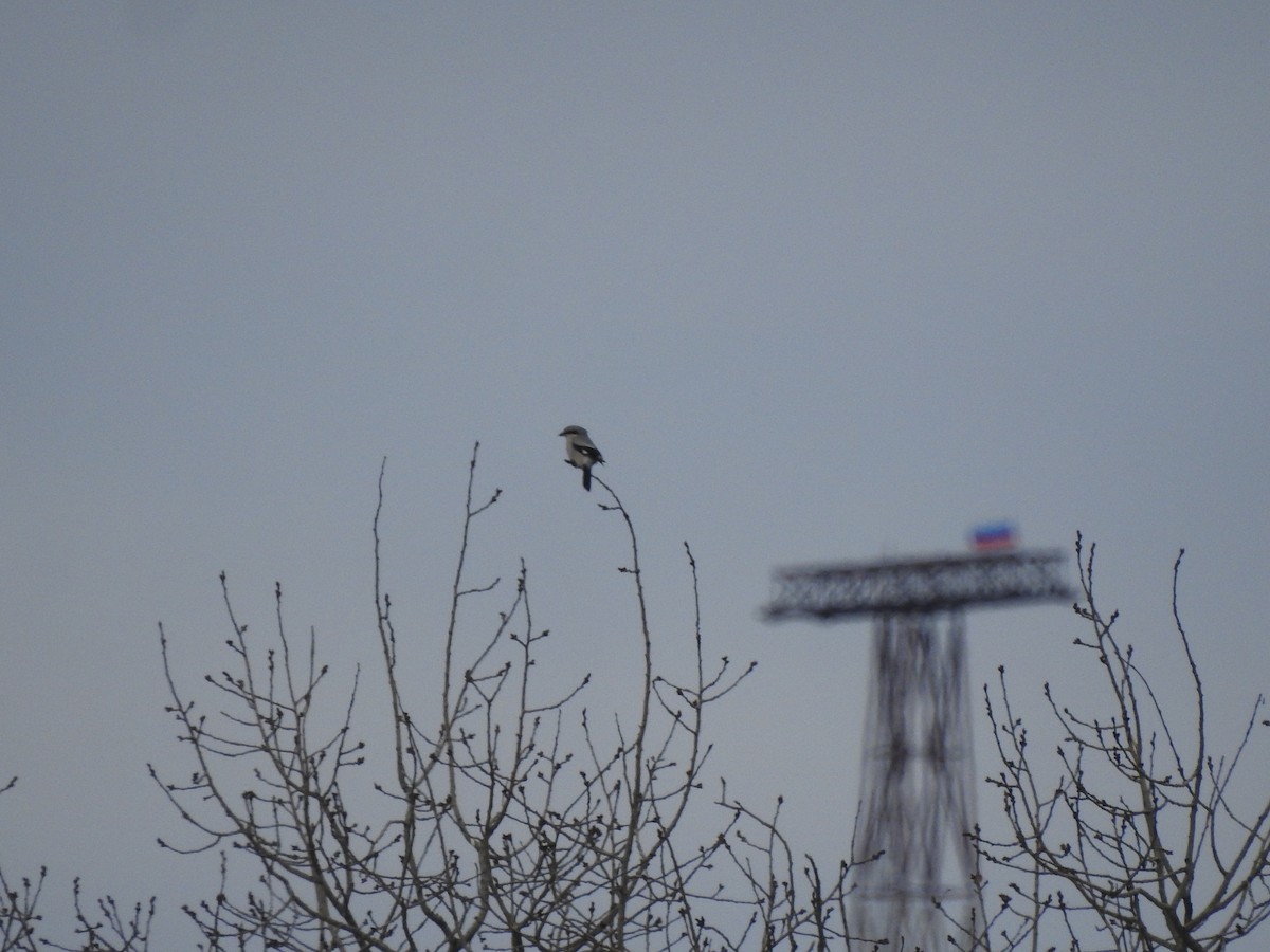 Great Gray Shrike - ML624821491