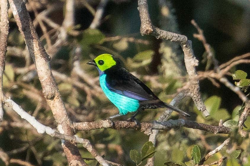 Paradise Tanager - Eric VanderWerf