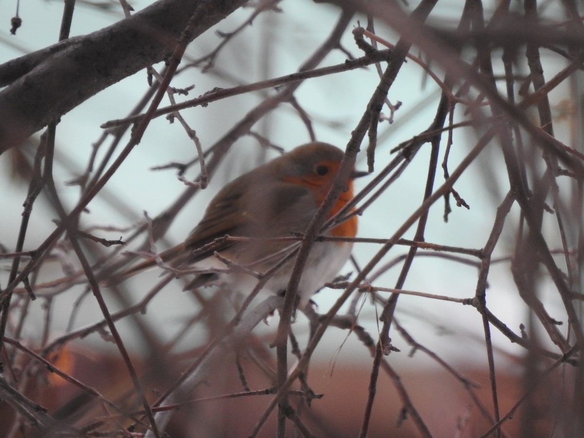 European Robin - ML624821514