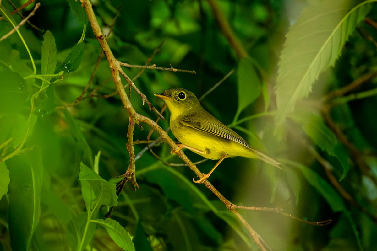 Alström's Warbler - ML624821564