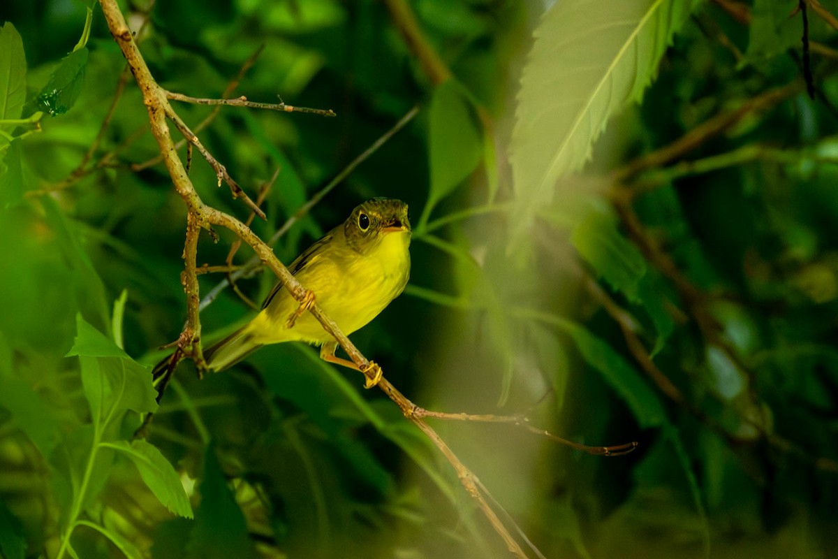 Alström's Warbler - ML624821565