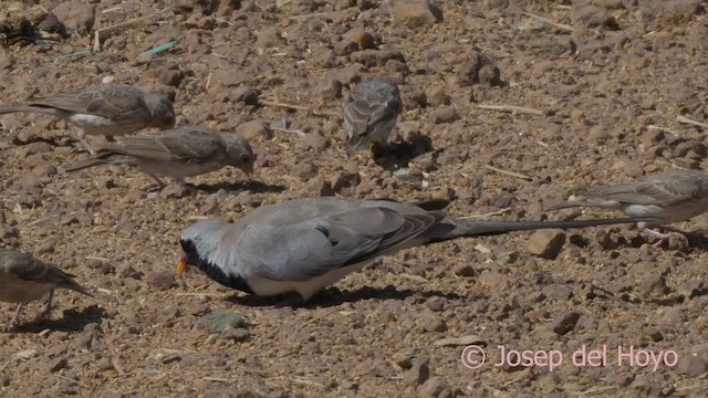 תורית זנבנית - ML624821619