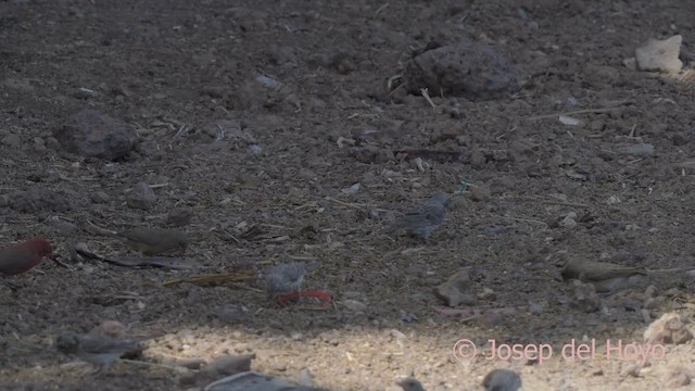 Northern Gray-headed Sparrow - ML624821870