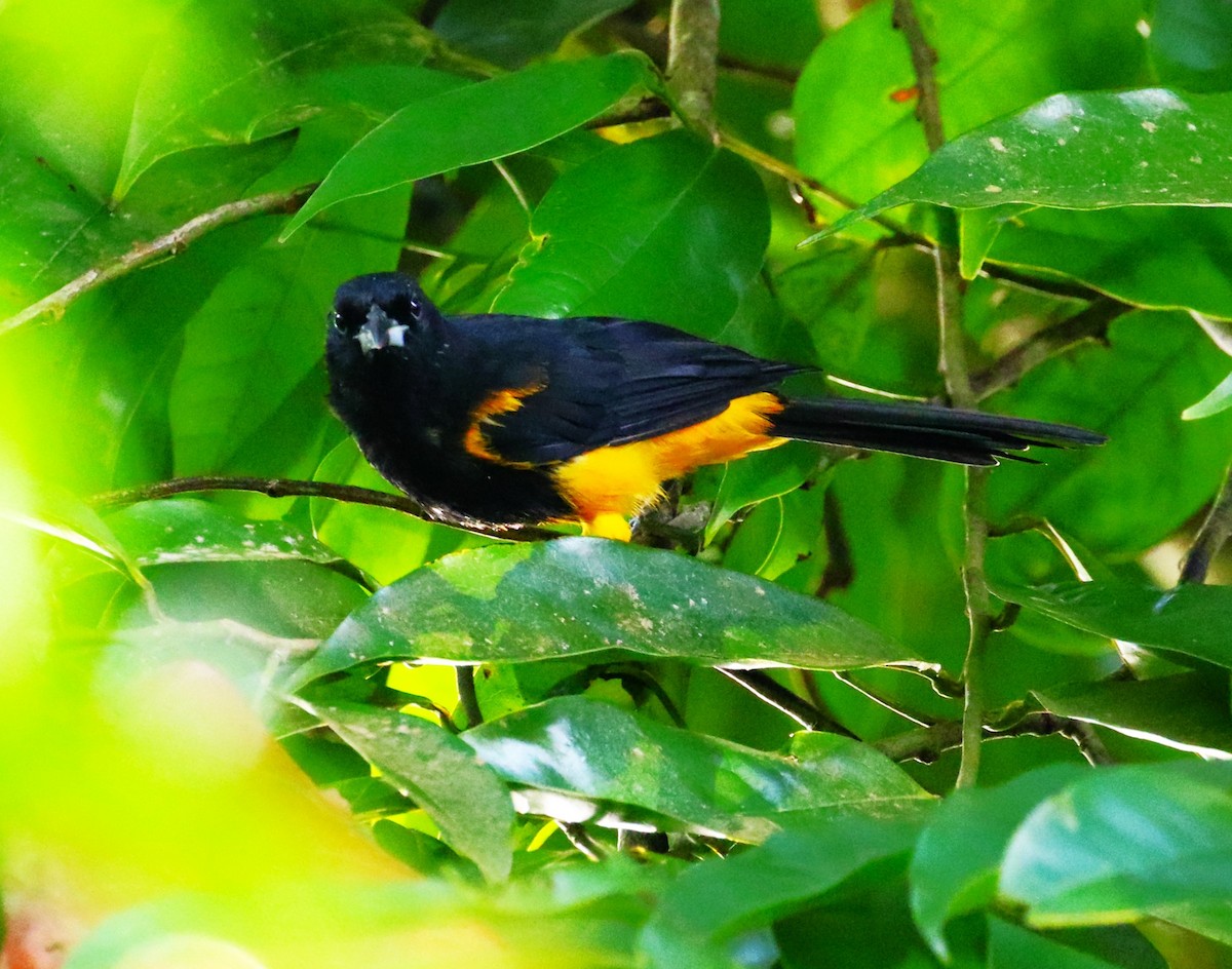 St. Lucia Oriole - ML624822011