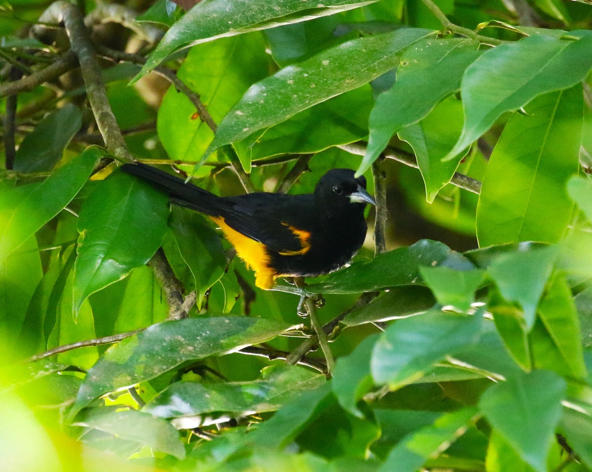 St. Lucia Oriole - ML624822012