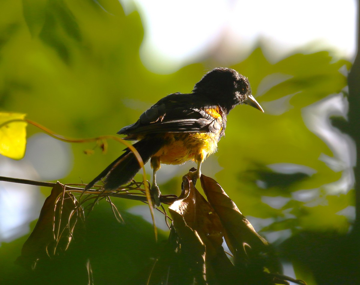 St. Lucia Oriole - ML624822013