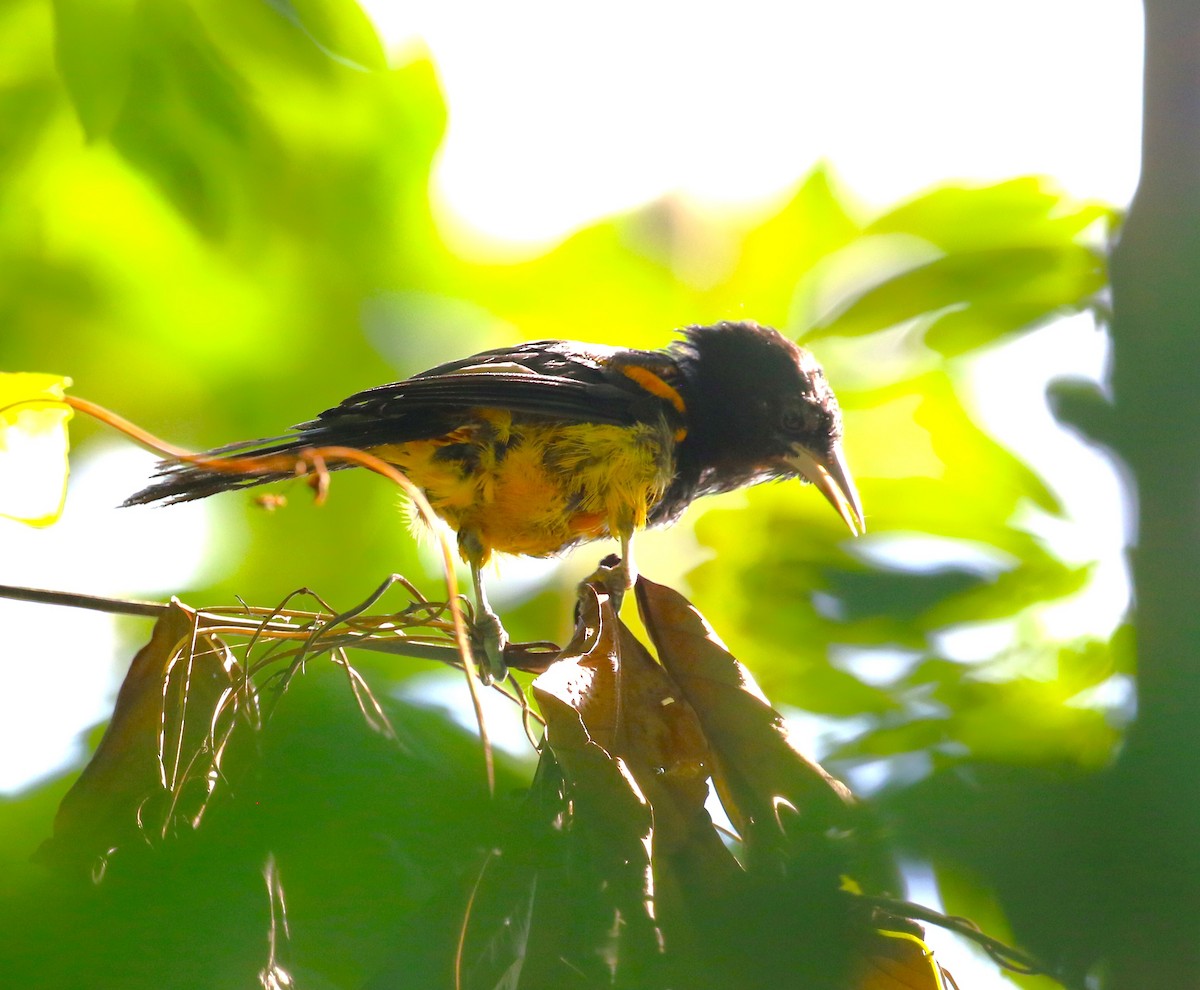 St. Lucia Oriole - ML624822015