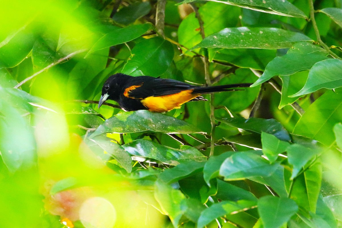 St. Lucia Oriole - ML624822016