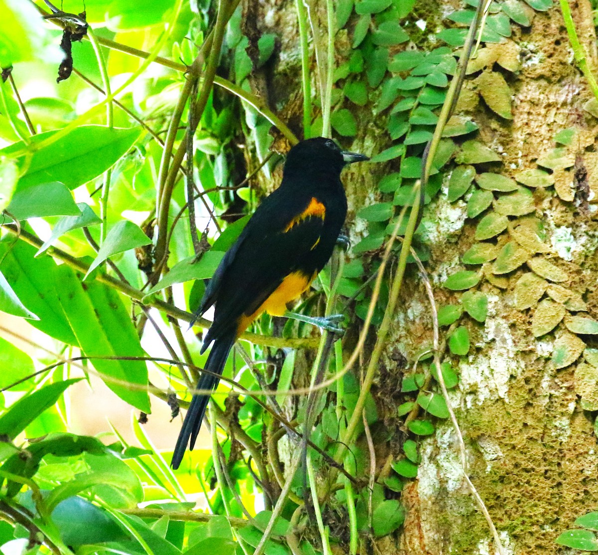 St. Lucia Oriole - ML624822017