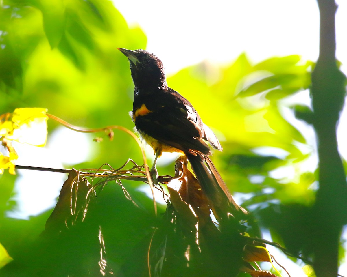 St. Lucia Oriole - ML624822019