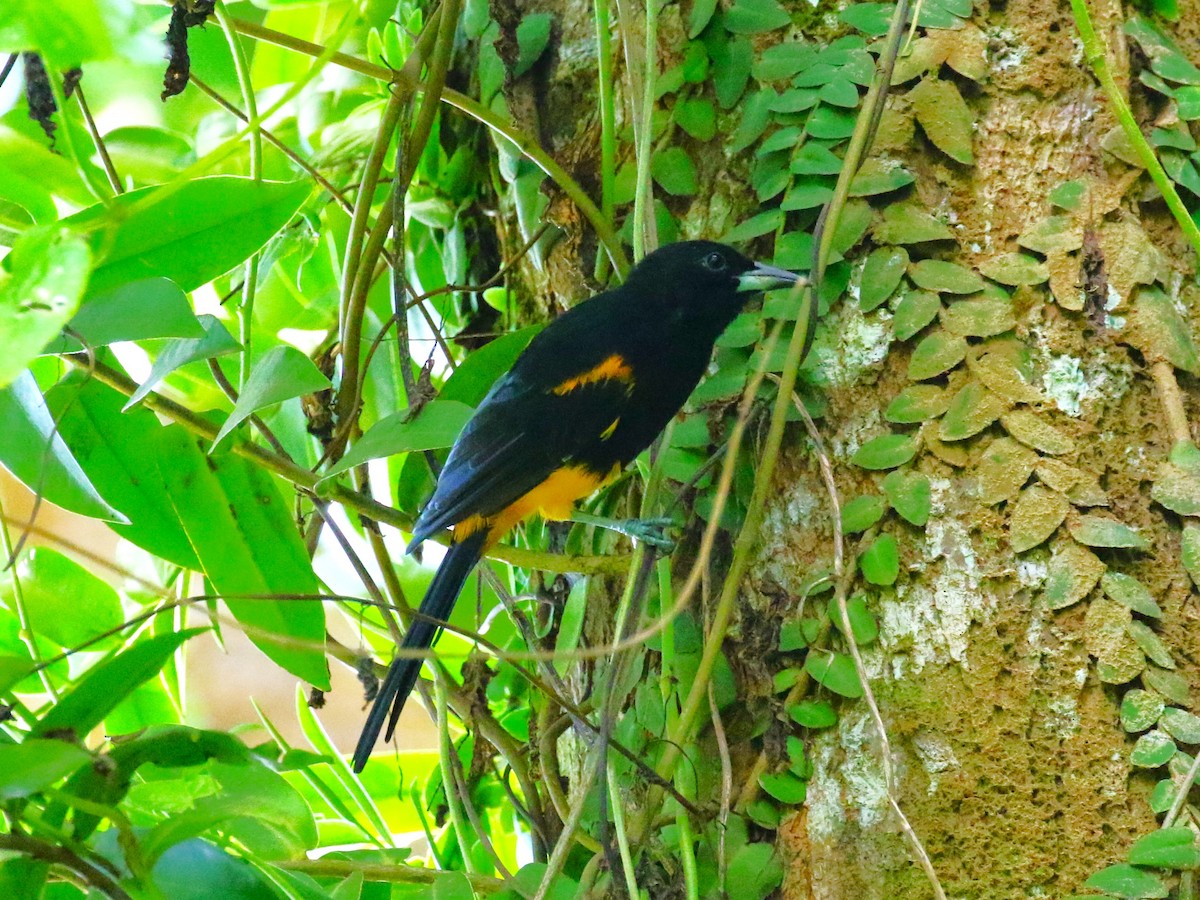 St. Lucia Oriole - ML624822020