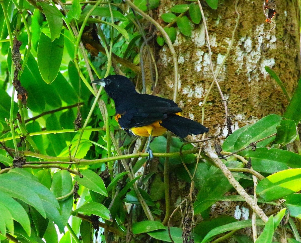 St. Lucia Oriole - ML624822021