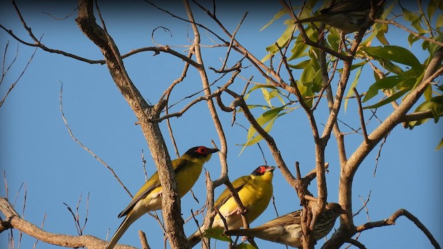 Australasian Figbird - ML624822043