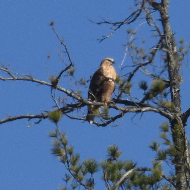 káně himálajská - ML624822053