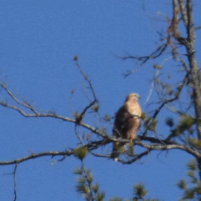 káně himálajská - ML624822054