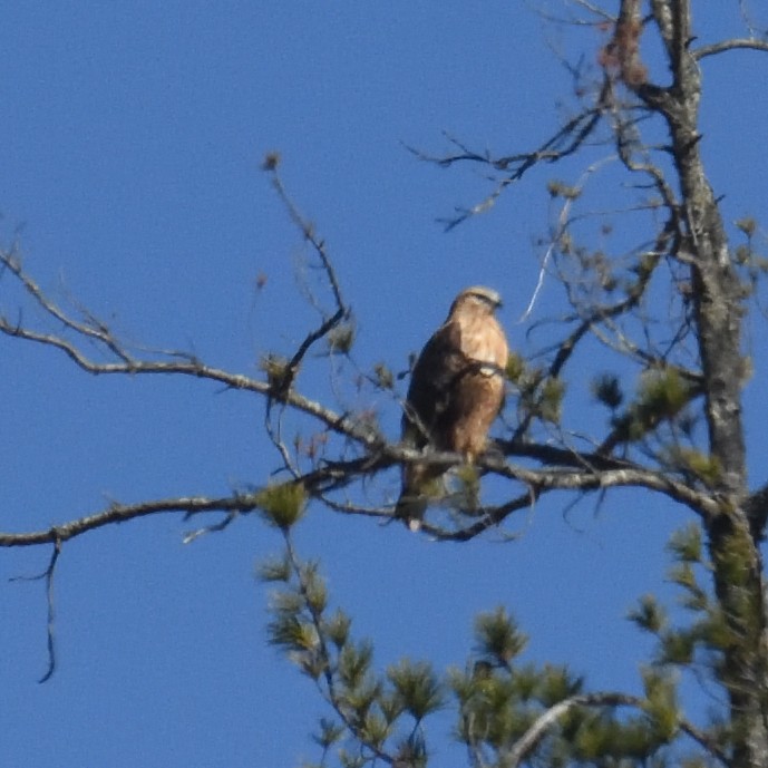 káně himálajská - ML624822055