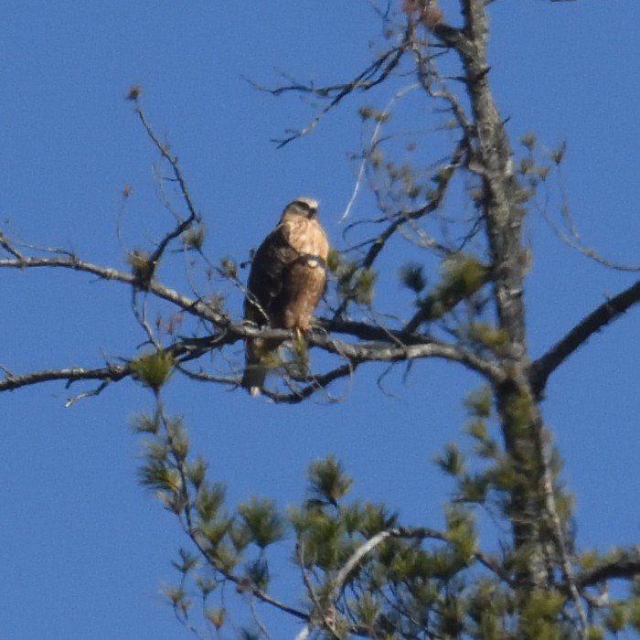 káně himálajská - ML624822056