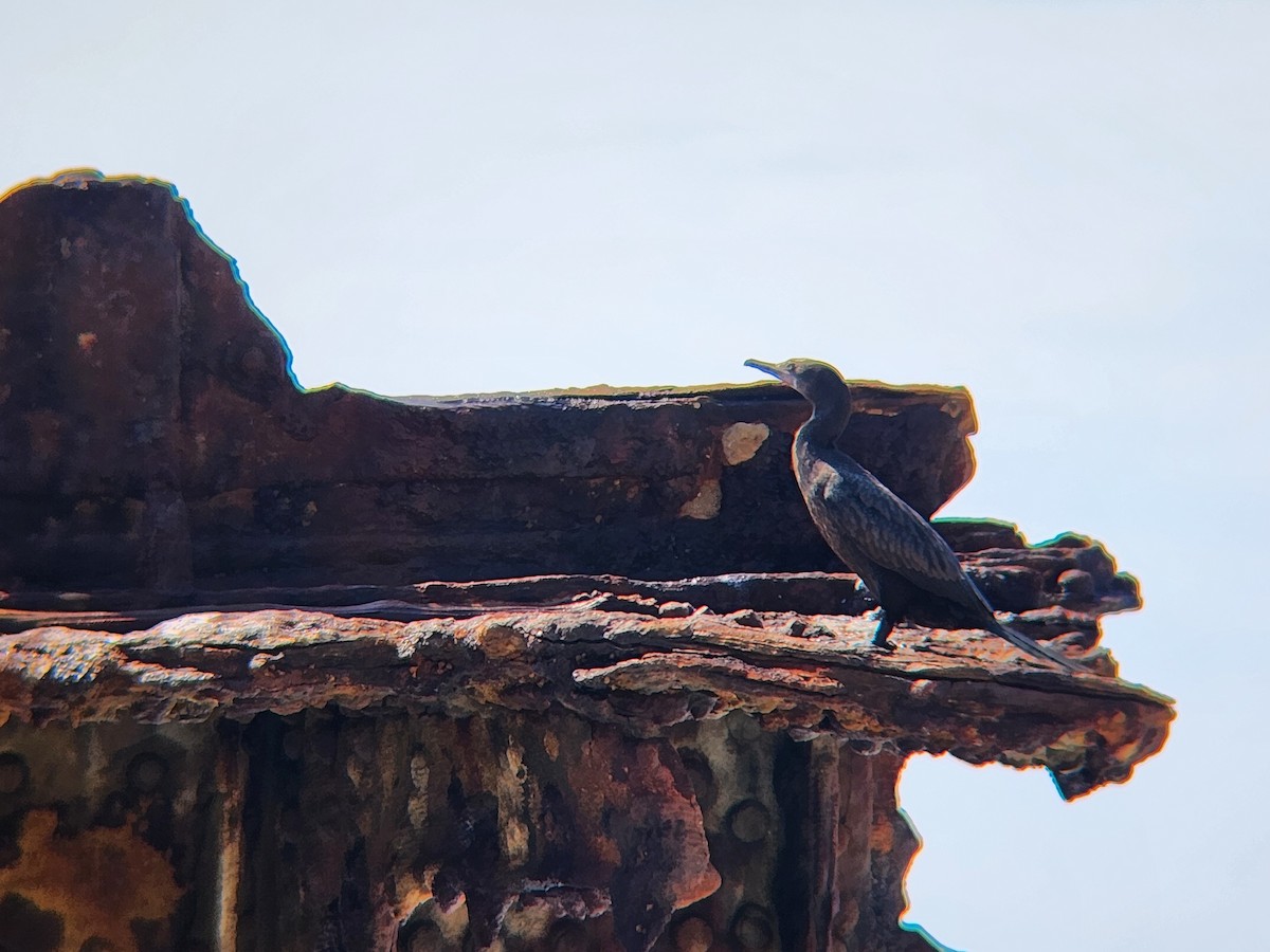 Little Black Cormorant - ML624822101